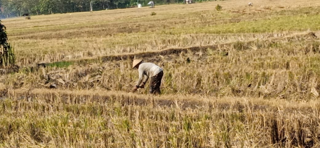 Petani Mengolah Sawah (diambil oleh Sukamto)