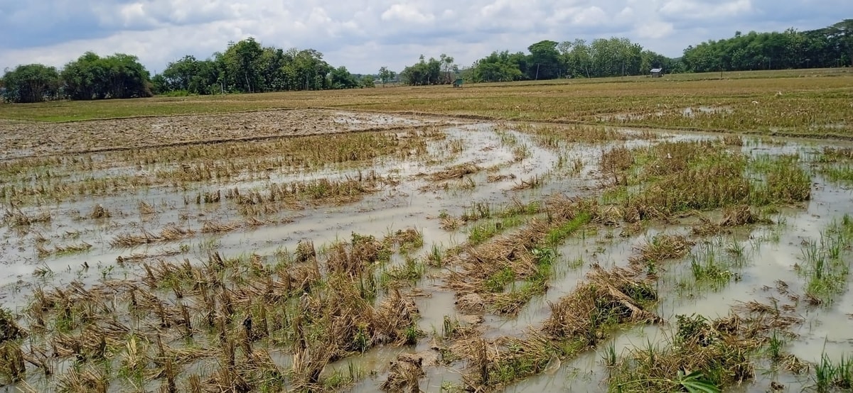 lahan dengan sisa Batang Jerami (oleh Sukamto)