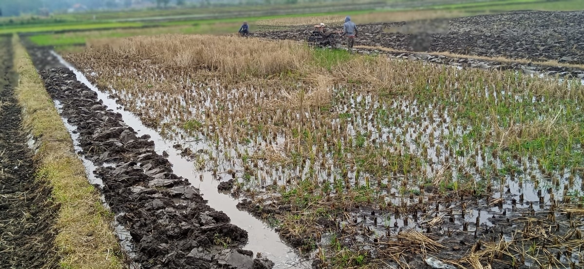 Kondisi lahan pasca panen diguyur Hujan (oleh Sukamto)