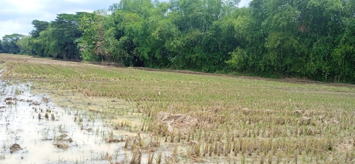 Kondisi lahan pasca Panen (oleh Sukamto)