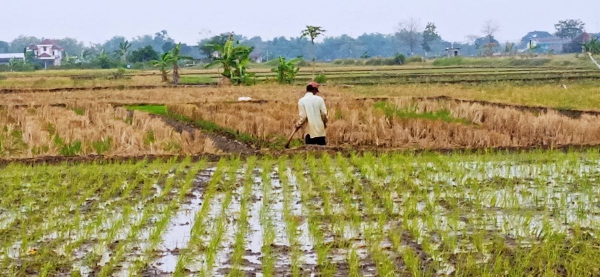 Petani mengolah lahan Pasca Hujan (oleh Sukamto)