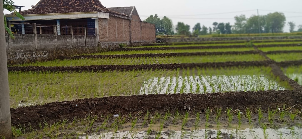 Lahan Sawah pasca Hujan (oleh Sukamto)