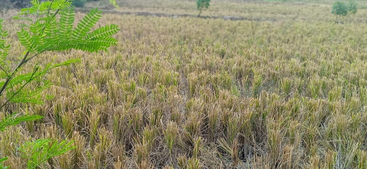 kondisi lahan pasca panen 2 (oleh Sukamto)