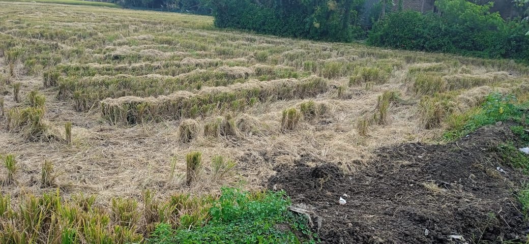 Jerami atau Batang Padi di lahan sawah (oleh Sukamto)