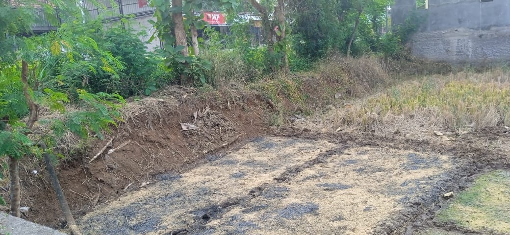 persiapan lahan pasca panen (oleh Sukamto)