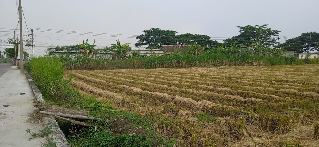 kondisi lahan pasca panen (oleh Sukamto)