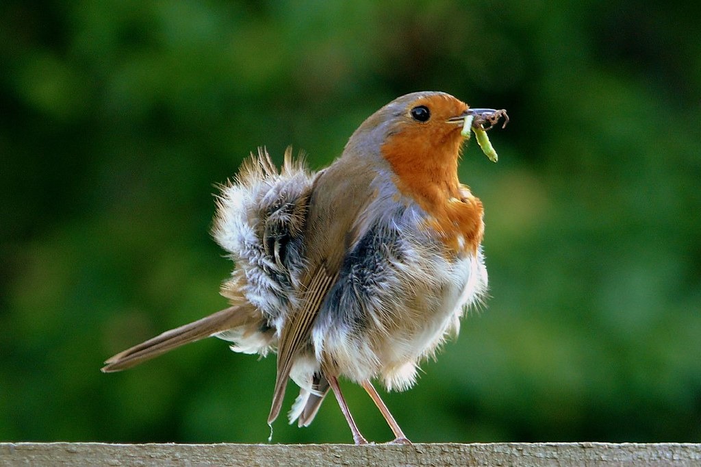 Cara mudah atasi cabut bulu pada burung