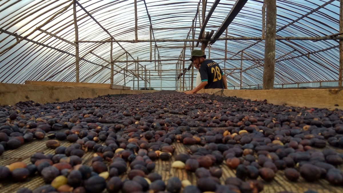 Mengenal Proses Pasca Panen Sebelum Kopi Siap Diseduh