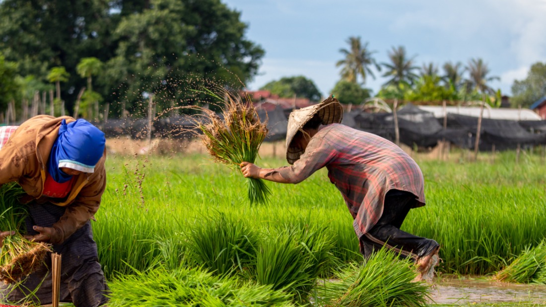 Manfaat Pupuk Agro Lestari