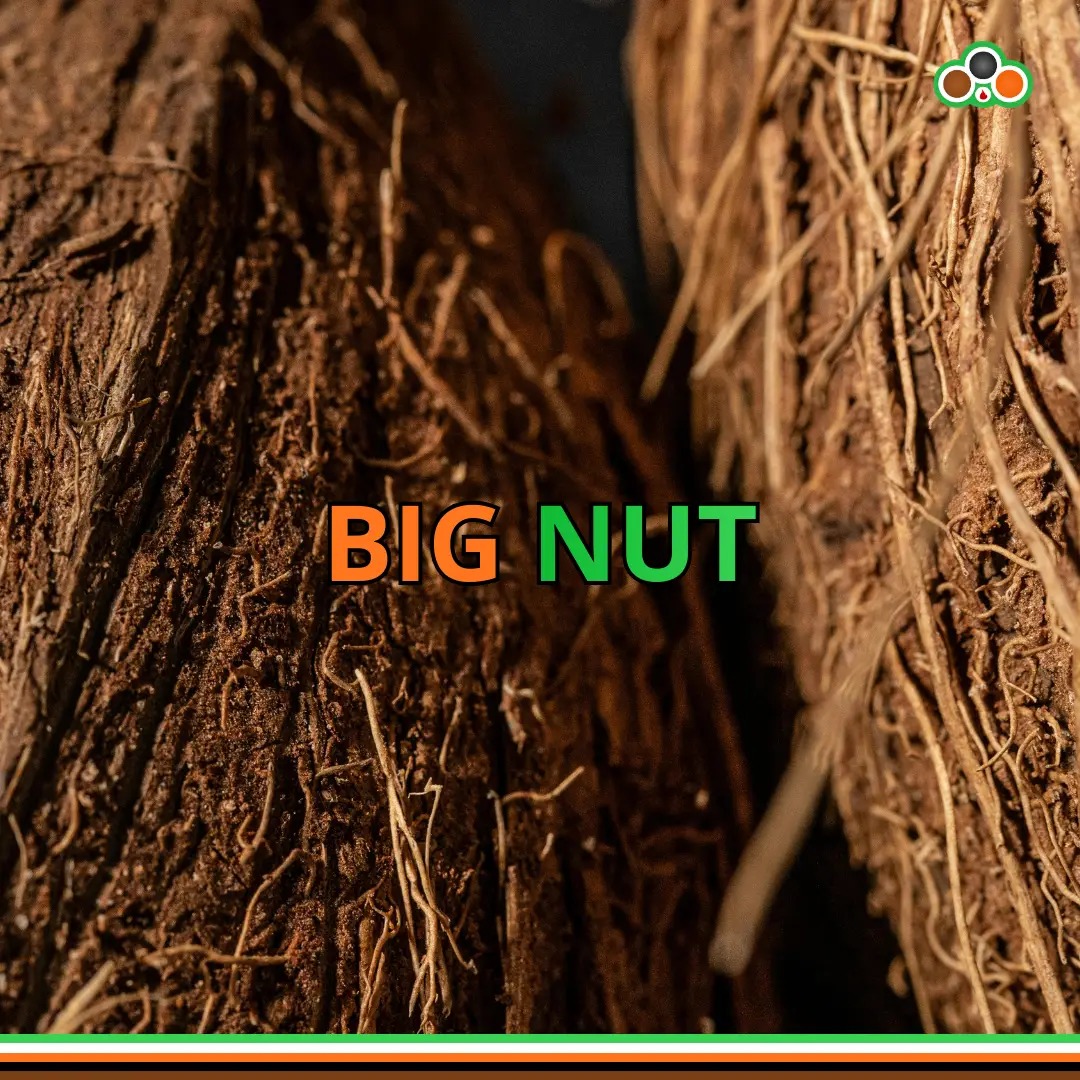 coconut is a big big nut