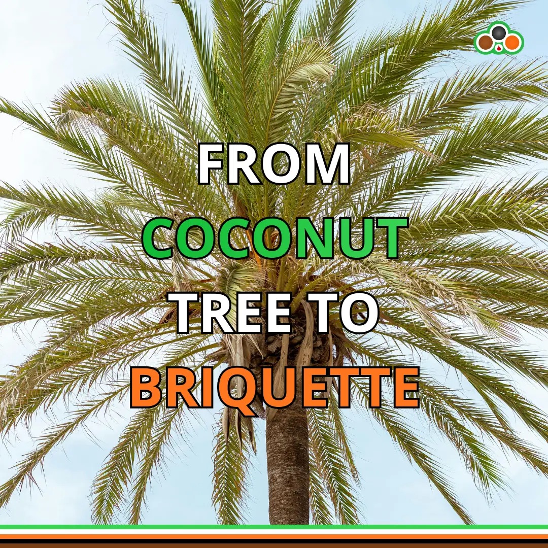 From Coconut Tree to Briquette: The Real Journey