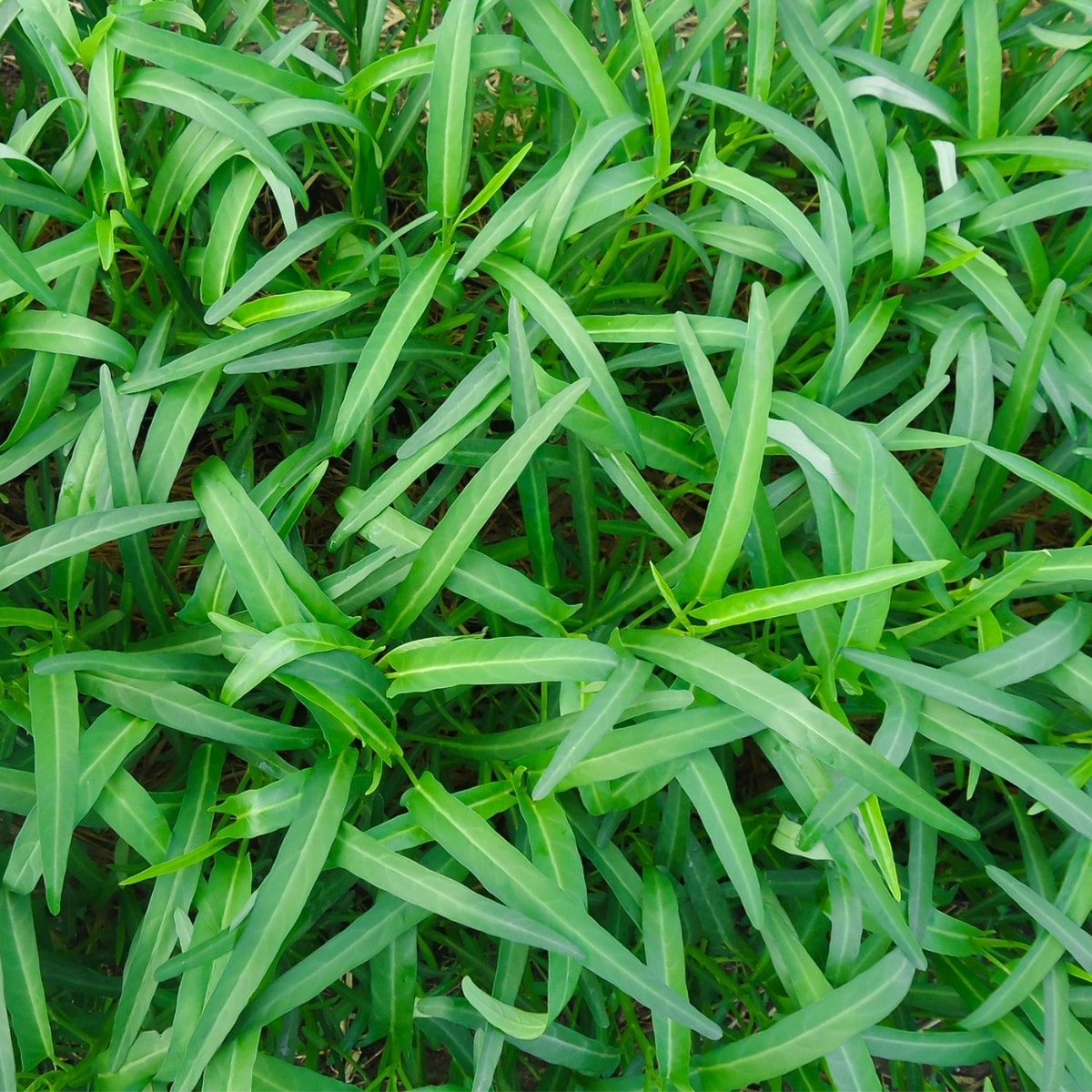 Slim Spinach (Kangkung)