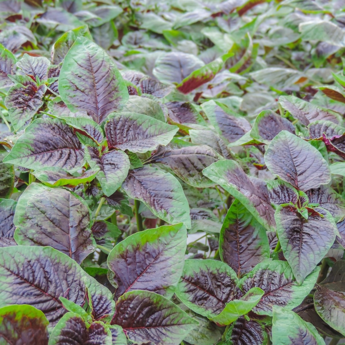 Leoreng Spinach (Bayam)