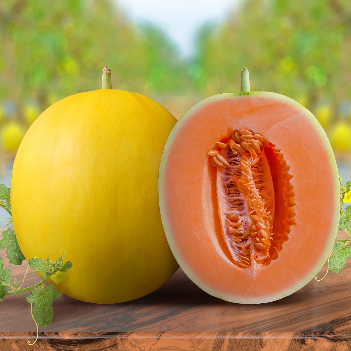 Golden Melo (Melon)