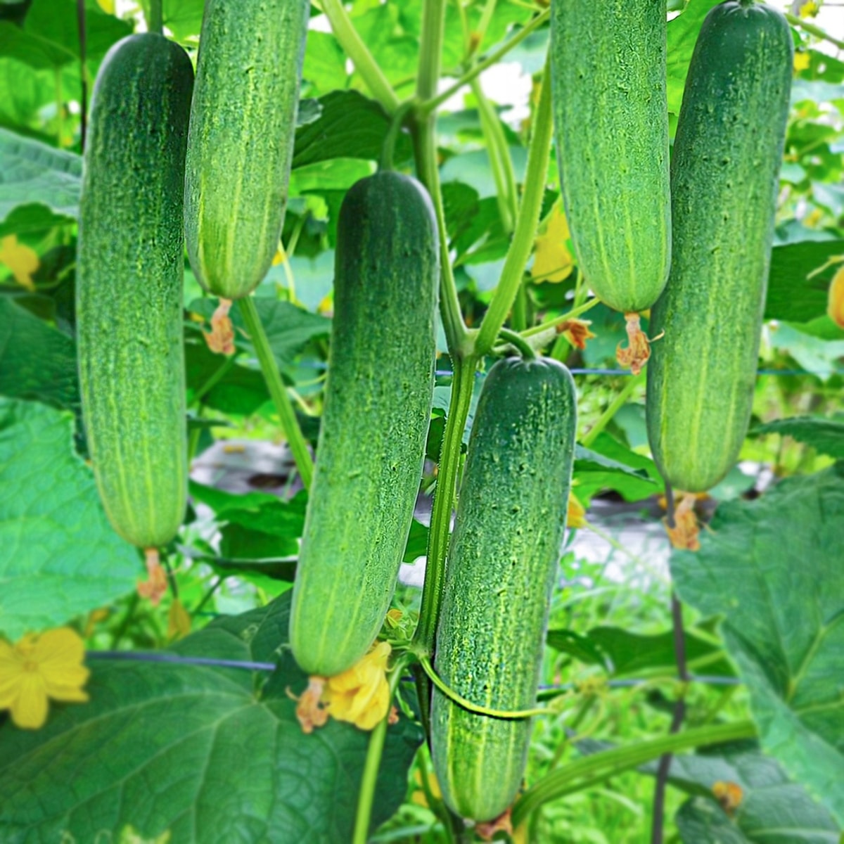 Giant Cuke (Mentimun)