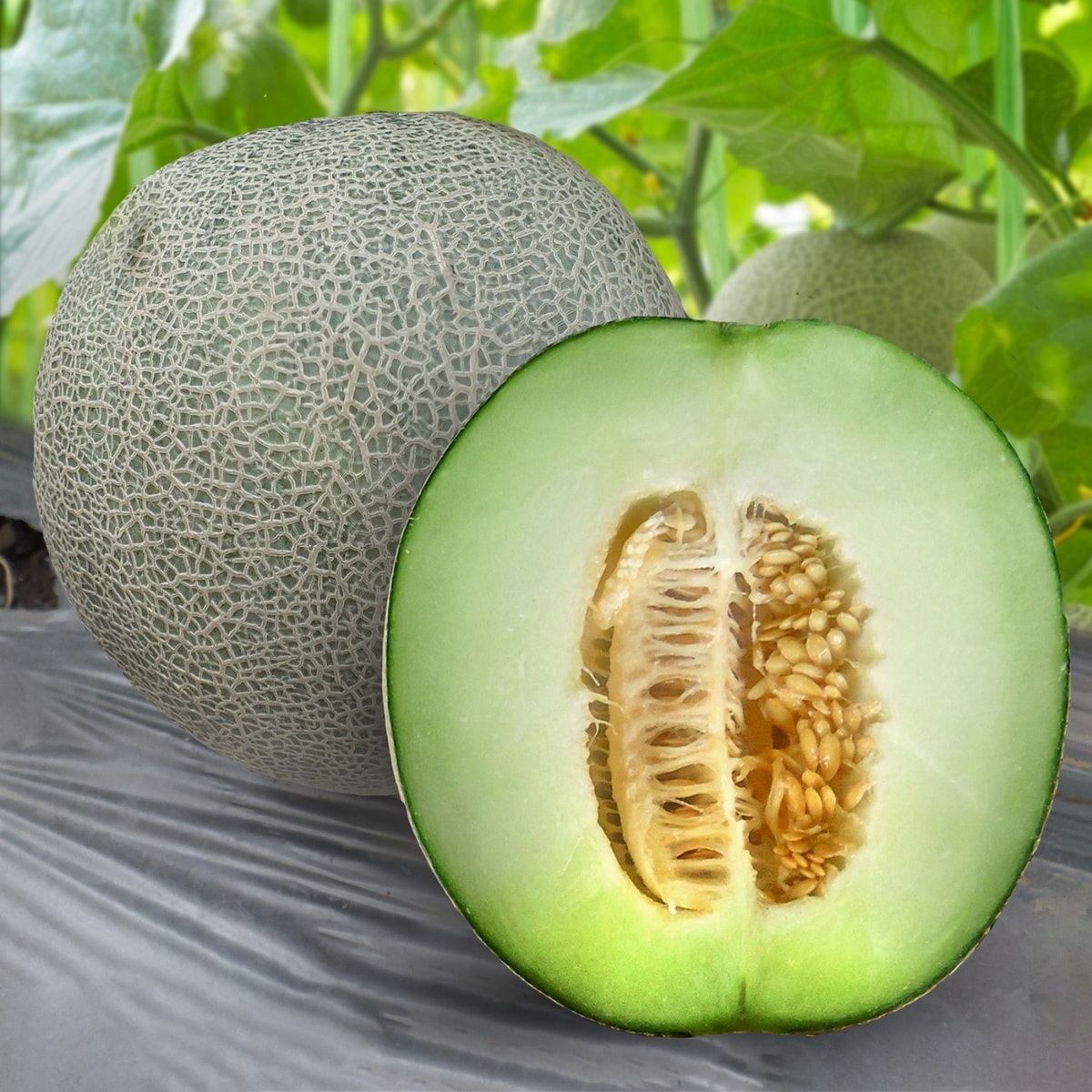 Prime Melo (Melon)