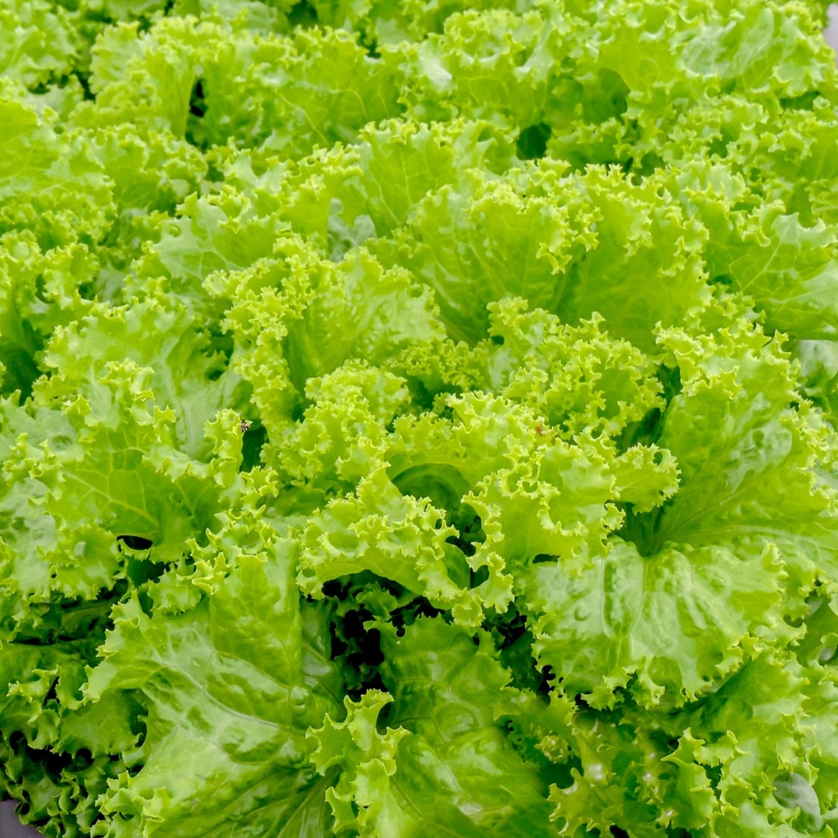 Green Lectus (Selada)
