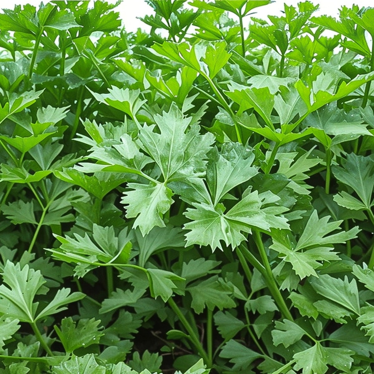Green Seleri (Seledri)