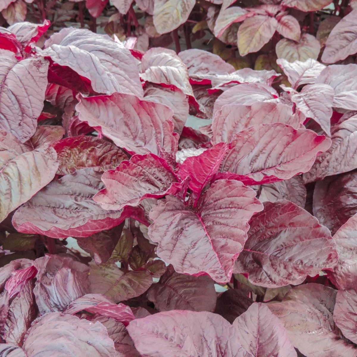 Red Spinach (Bayam Merah)