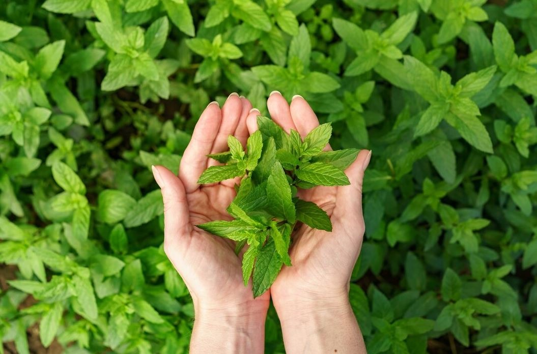 Menggantikan Gula dengan Stevia: Manfaat dan Tips Penggunaannya dalam Kehidupan Sehari-hari