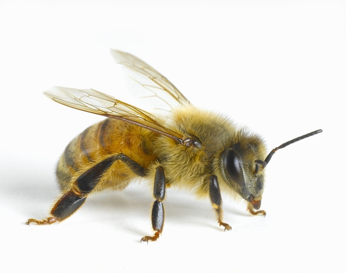 About Apis Mellifera Bee