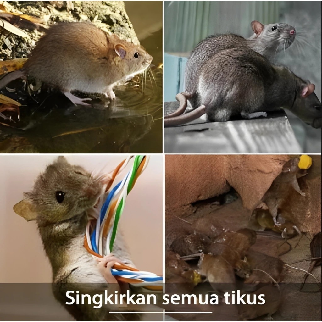 Produk Tablet Pengusir Tikus