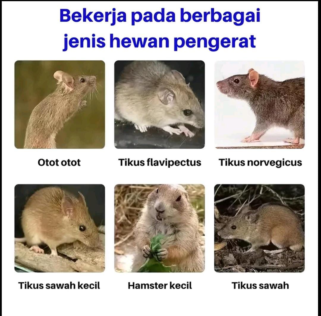 Produk Tablet Pengusir Tikus