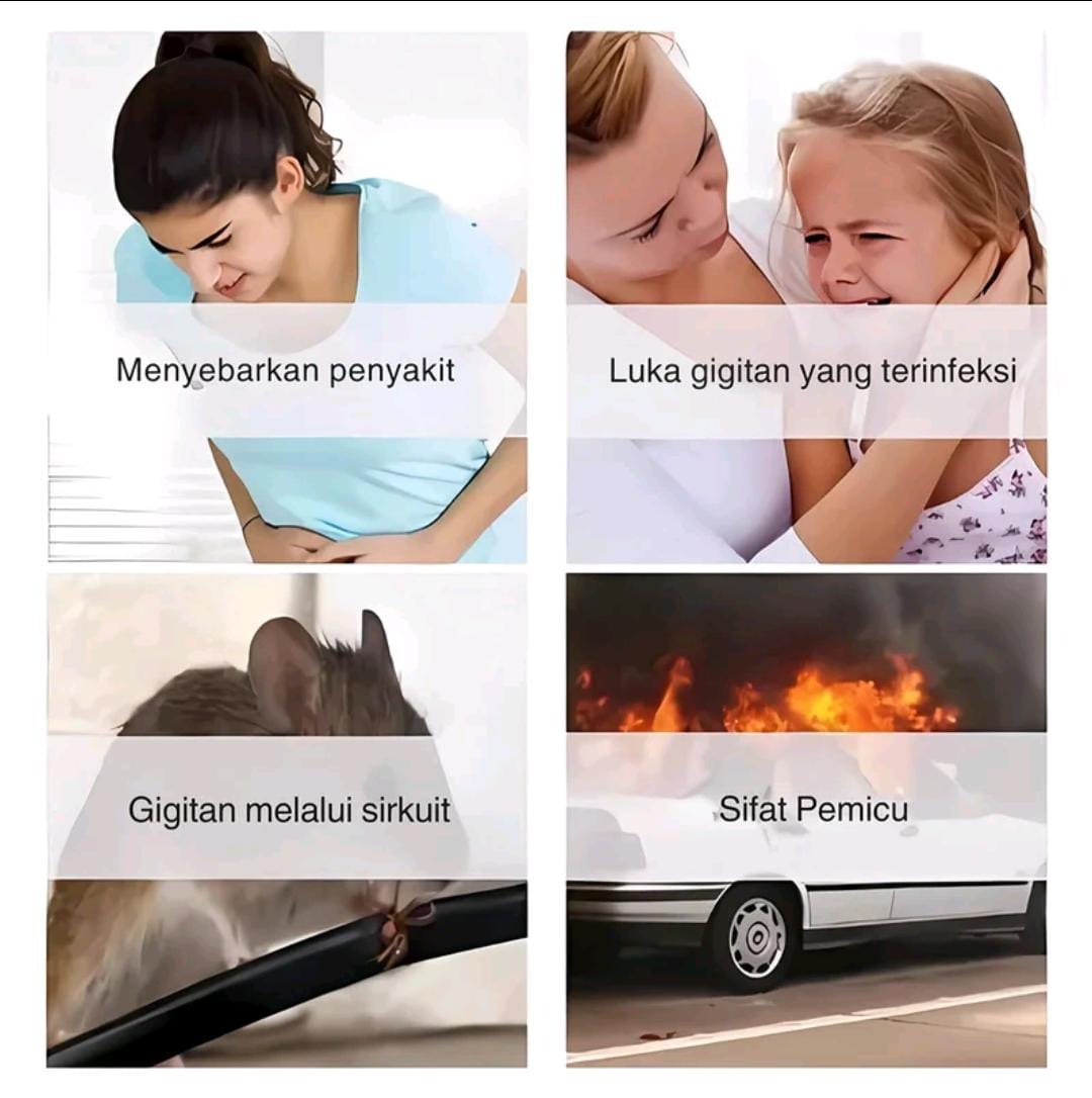 Masalah tikus di rumah