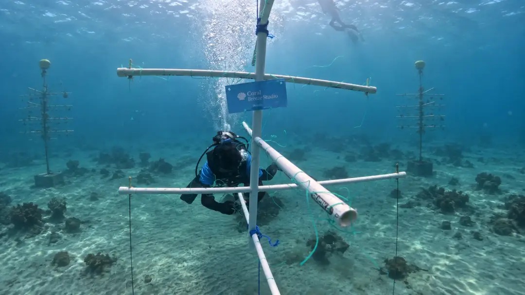 Adopt a Coral Bersama Coral Breeze Studio, Langkah Sederhana untuk Menjaga Laut