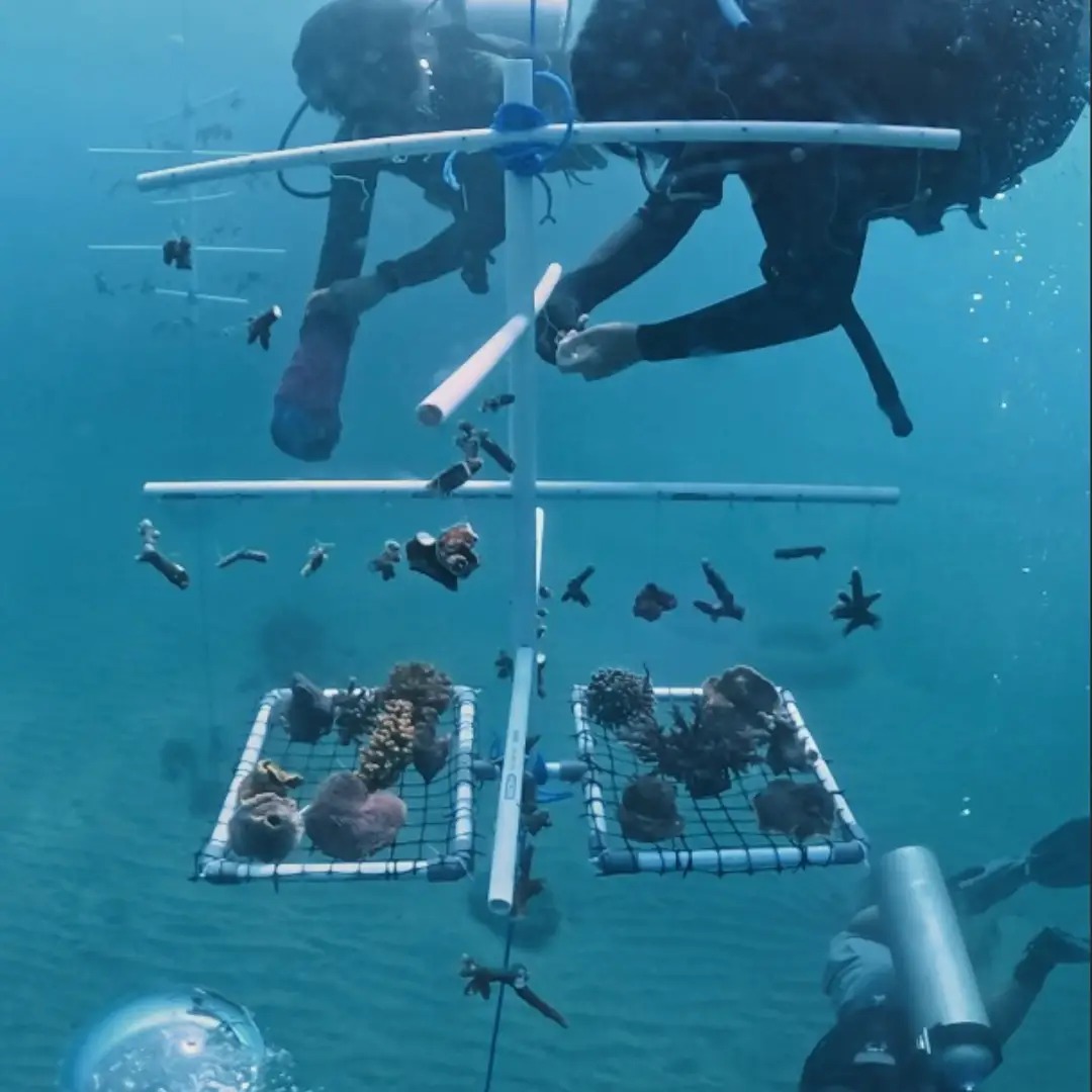 adopt a coral indonesia
