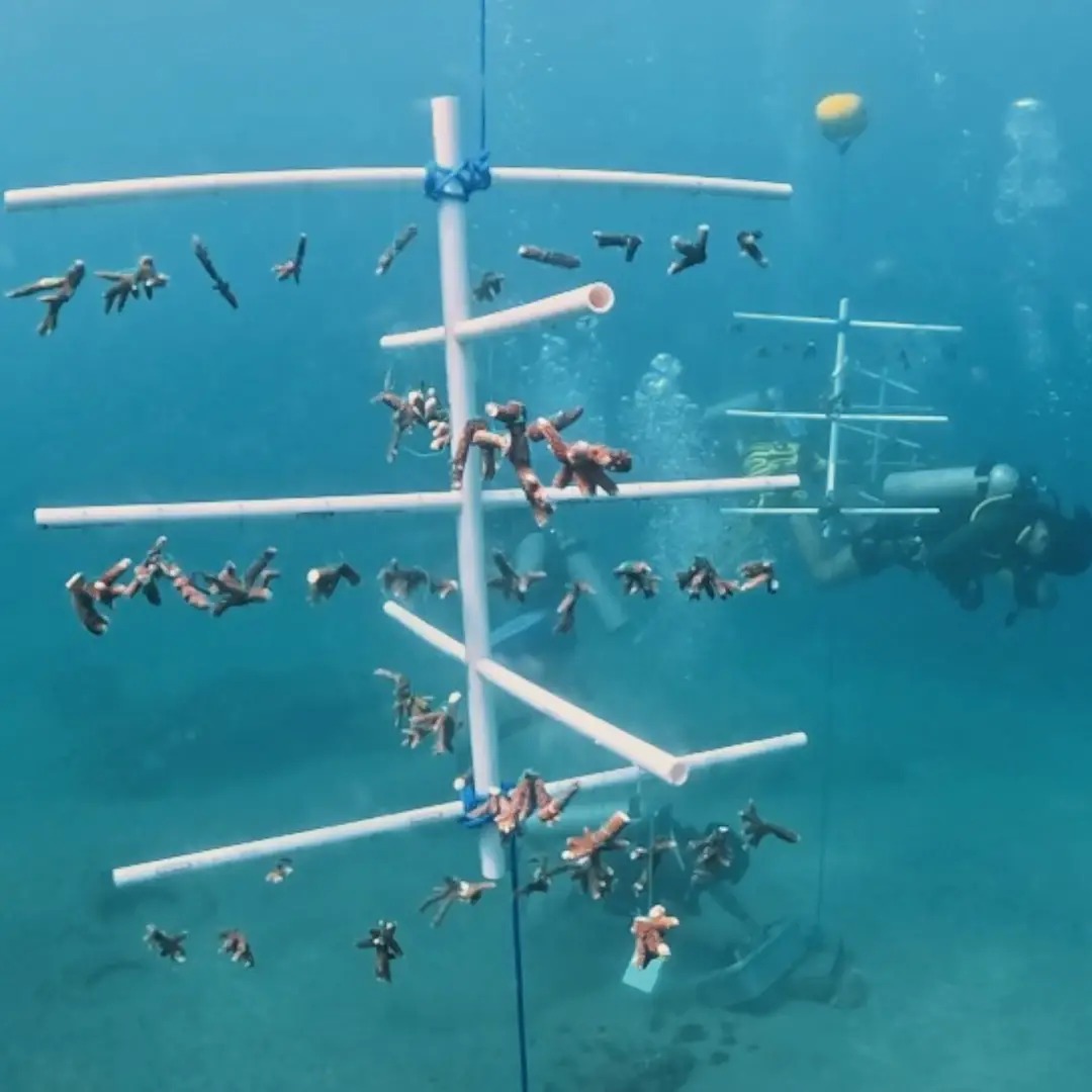 adopt a coral bali