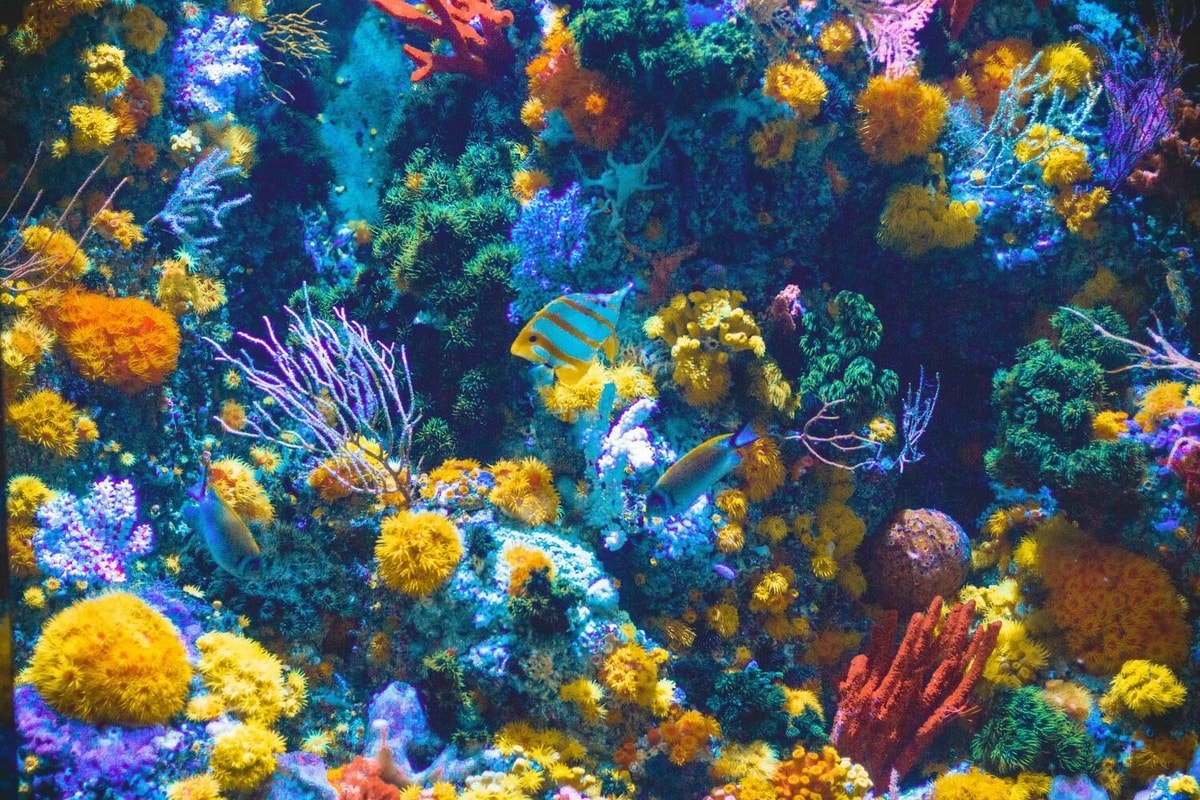 5 Biota Laut yang Kurang Dikenal tapi Manfaatnya Tiada Tanding