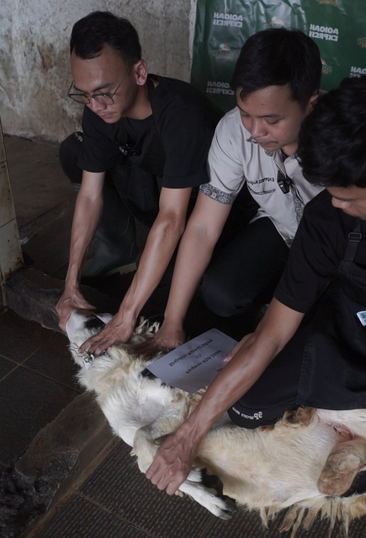 Juru Sembelih Hewan Aqiqah Halal : Tujuan Kesehatan & Syariat Islam