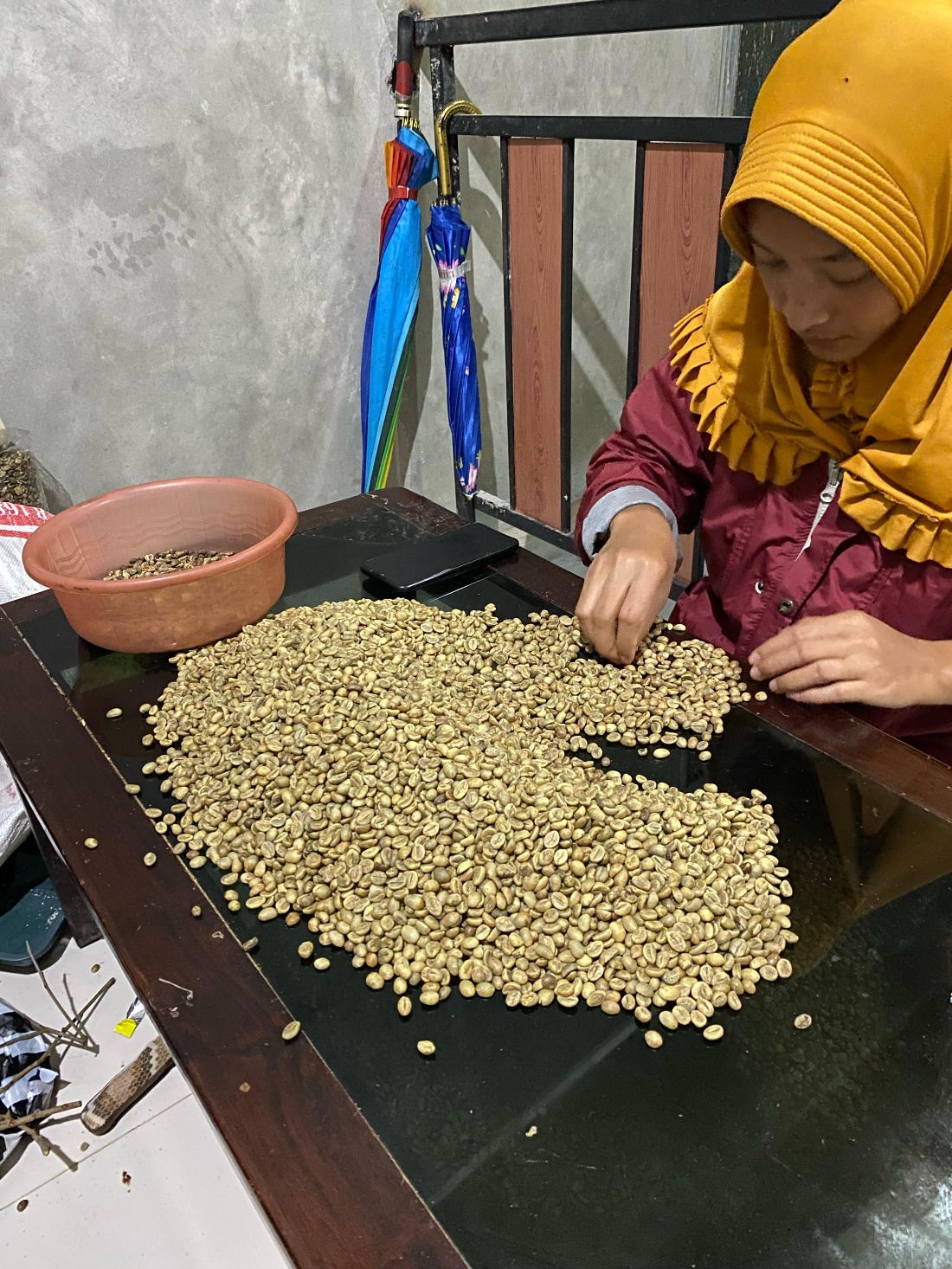 Sorting robusta green bean