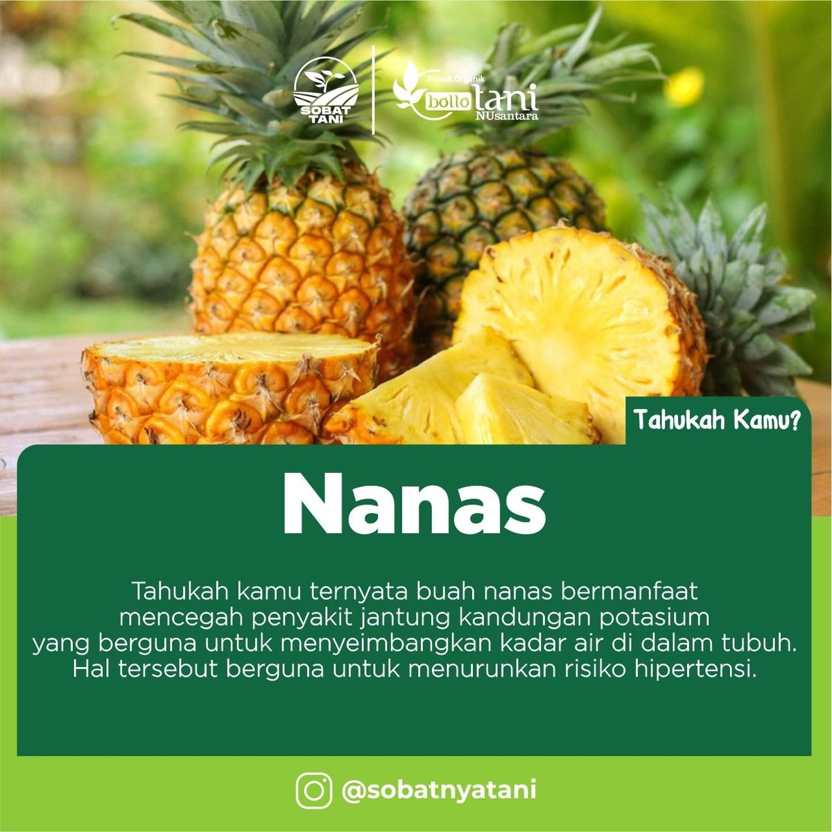 Manfaat Buah Nanas yang Mengagumkan dan Cara Meningkatkan Hasil Tanamannya dengan Pupuk Cair Organik Bollotani