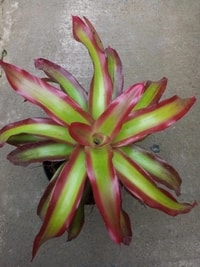 Bromelia Api (Neoregelia Shelldance) dengan daun merah menyala yang eksotis.