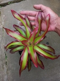 Tanaman hias Bromelia Api dalam pot, menambah kesan tropis di rumah.