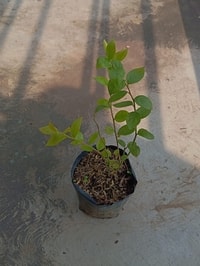 Bibit Blueberry unggul siap tanam dalam pot