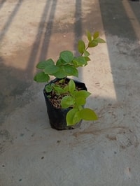 Bibit tanaman Blueberry dengan daun hijau sehat
