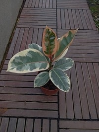 Tanaman Ficus Tineke Variegated dengan tampilan elegan dan modern.