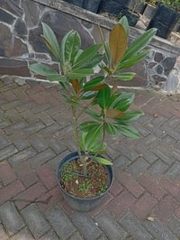 Pohon Magnolia Grandiflora White dengan bunga putih besar yang indah
