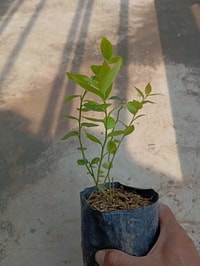 Blueberry muda tumbuh subur di pot