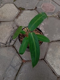 Detail urat putih mencolok pada daun Anthurium Warocqueanum