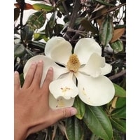 Bunga Magnolia Grandiflora White mekar dengan kelopak putih bersih dan harum.