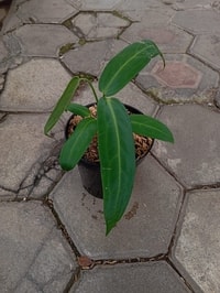 Anthurium Warocqueanum dengan daun panjang bertekstur beludru