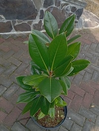 Tanaman Magnolia Grandiflora White dalam pot dengan daun hijau mengilap.