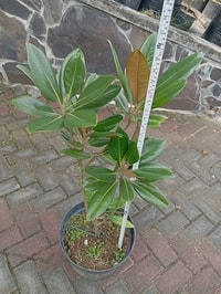 Magnolia Grandiflora White yang elegan dan cocok untuk taman atau halaman.