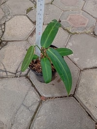 Keindahan tanaman Anthurium Warocqueanum dengan daun mewahnya