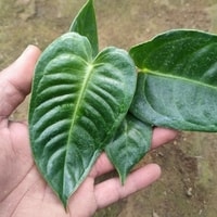 Kecantikan Anthurium Veitchii dalam pot dengan dedaunan lebat