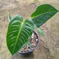 Anthurium Veitchii - Tanaman hias tropis dengan daun hijau tua dan urat putih yang mencolok, memberikan sentuhan keanggunan dan eksotis pada dekorasi rumah atau taman dalam ruangan